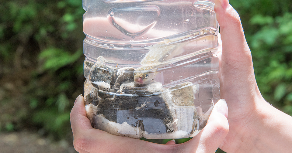 魚を捕まえる道具瓶